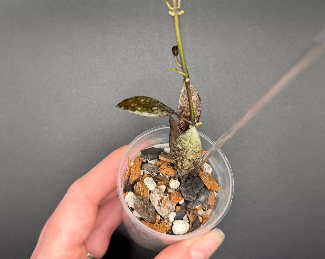 H. Lacunosa ‘Royal Flush’ thumbnail