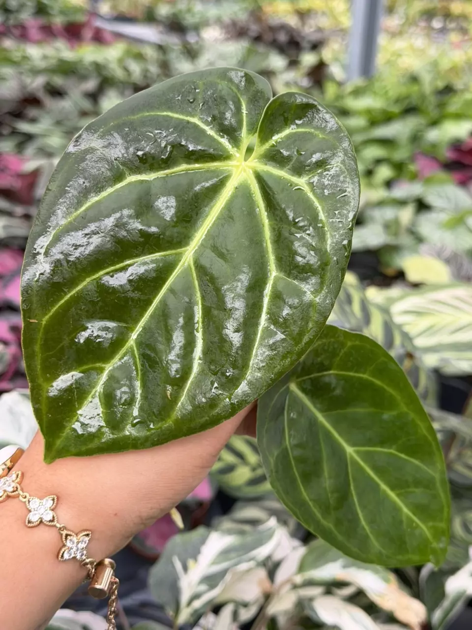 Anthurium NO ID Specific Starter 8879HMP | F thumbnail