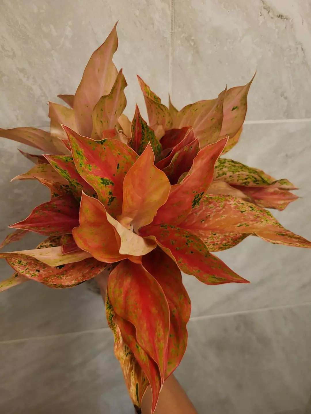 Aglaonema red moon thumbnail