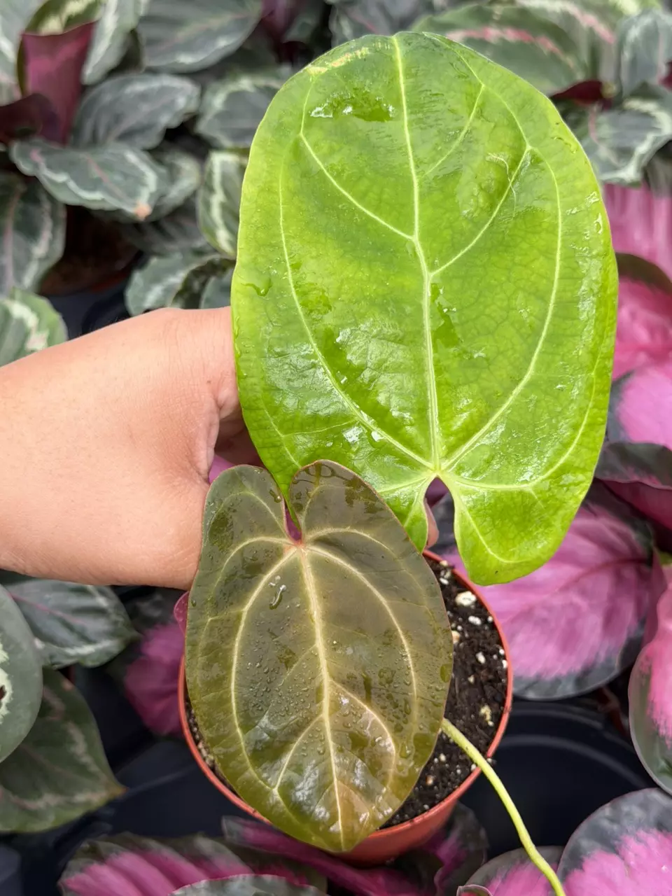 Anthurium Papillilaminum x MBR Specific 4” Pot 8872HMP | F thumbnail