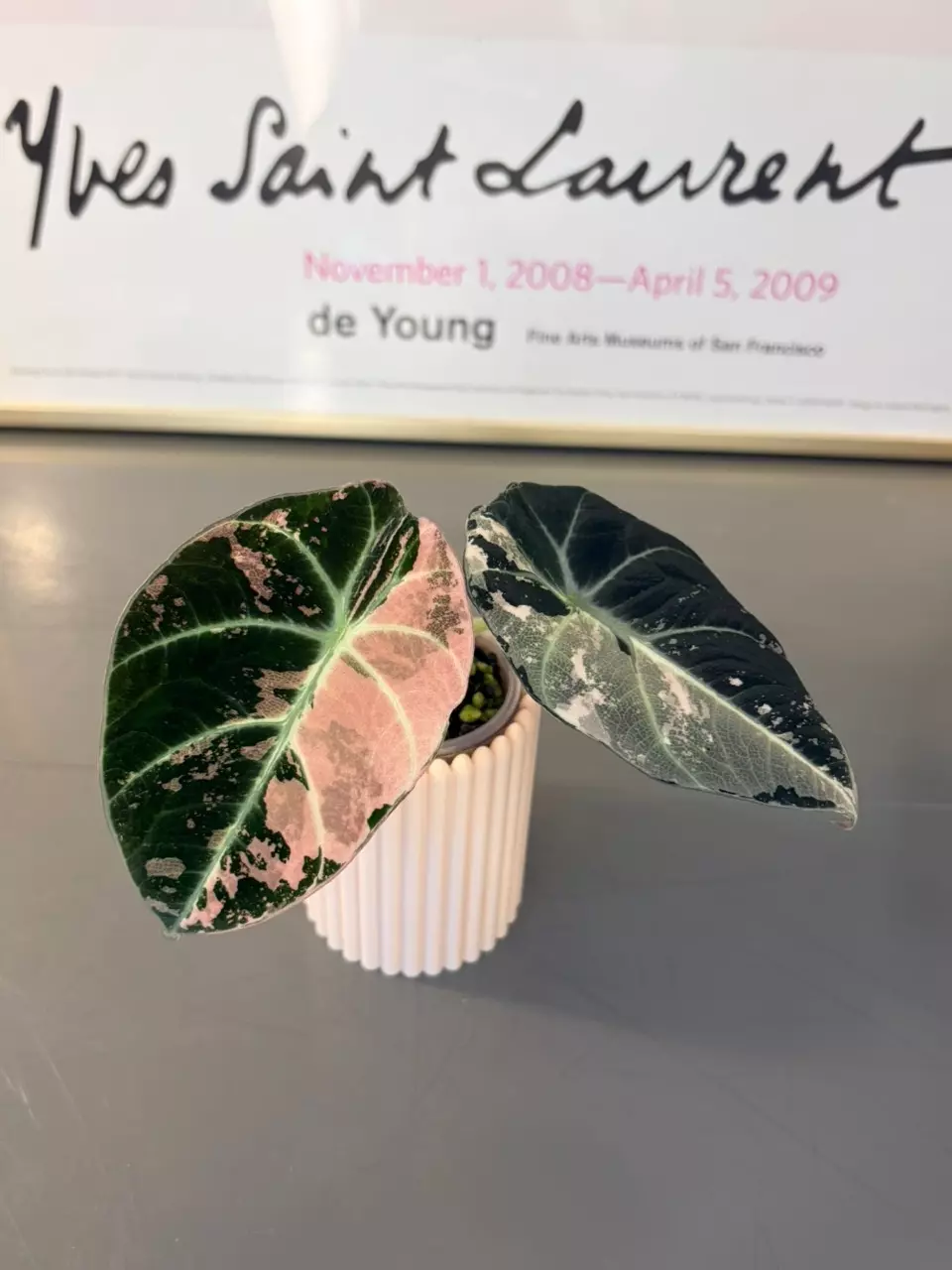 Alocasia Variegated Pink Black Velvet thumbnail