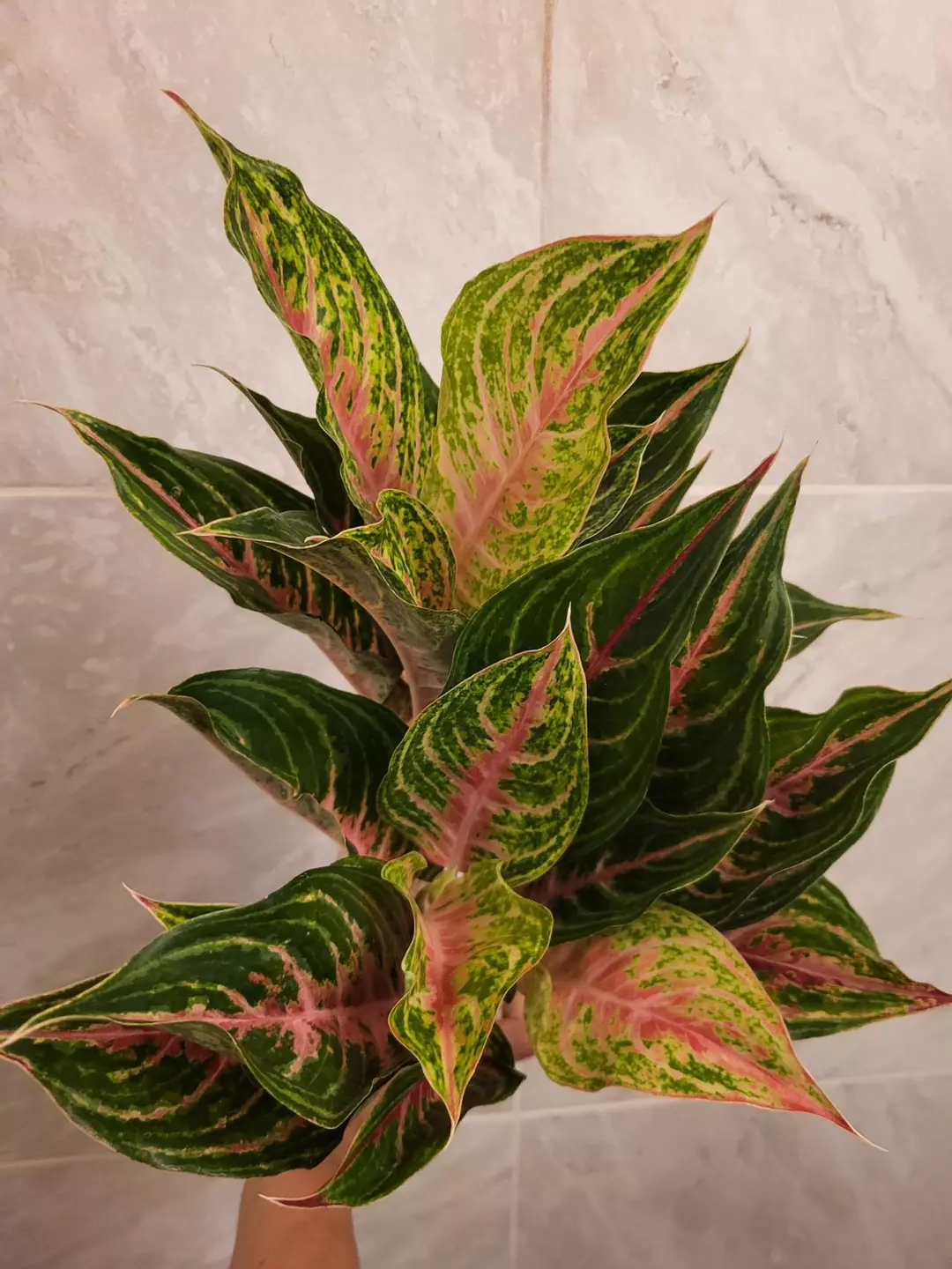 Aglaonema mahanakorn thumbnail