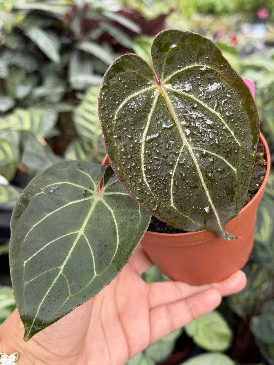Anthurium Ace of Spades x Magnificum Specific 4” Pot 8867HMP | F thumbnail