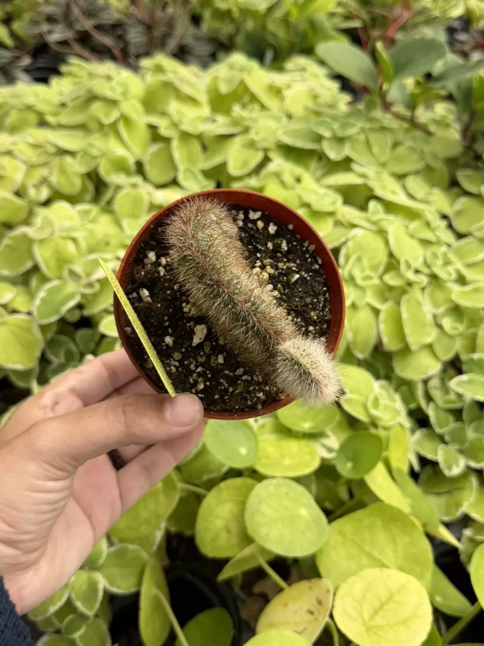Teddy Bear Cactus Specific 4” Pot 8663SMP | F thumbnail