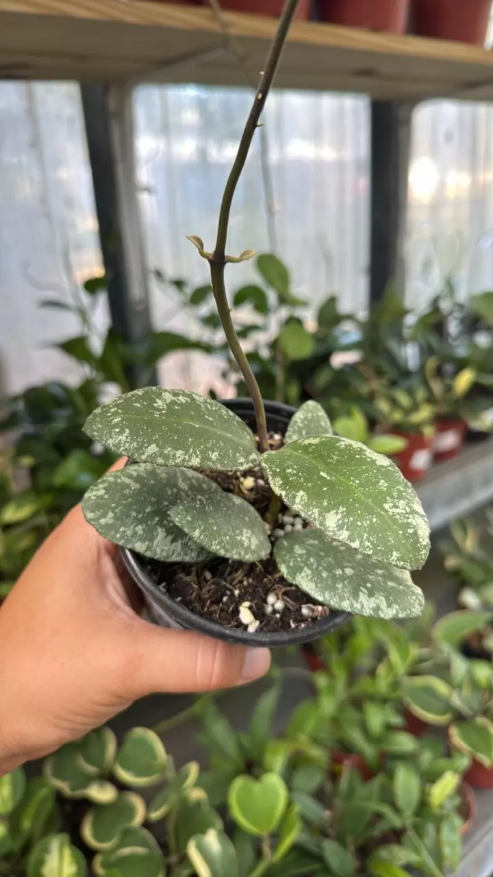 183 Hoya Waymaniae Cloudy Sky thumbnail
