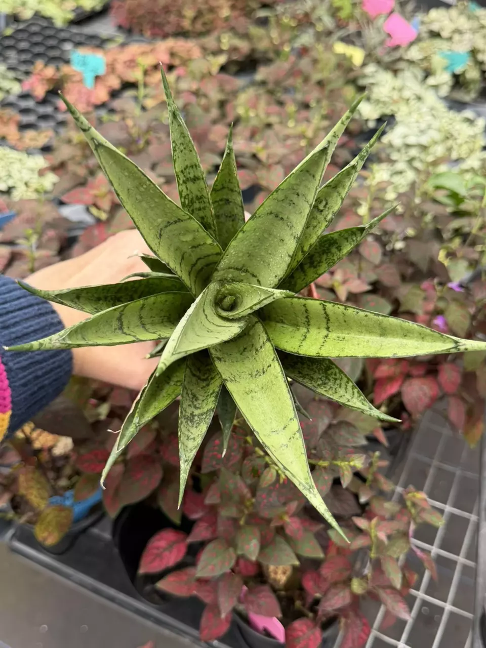Sansevieria Hybrid Pagoda Specific 4” Pot 8652SMP | F thumbnail