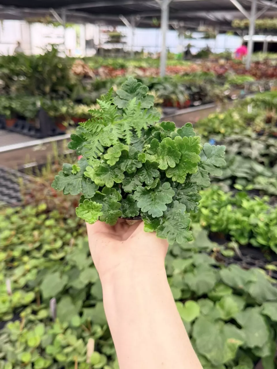 Antenna Fern Specific 4” Pot 8750FEP | F thumbnail