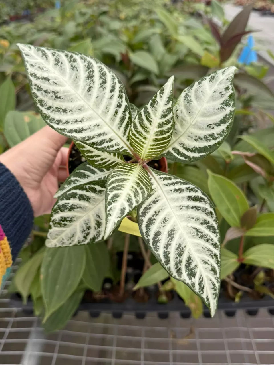 Aphelandra Dania Blizzard “Snow White” Specific 4” Pot 8651SMP | F thumbnail