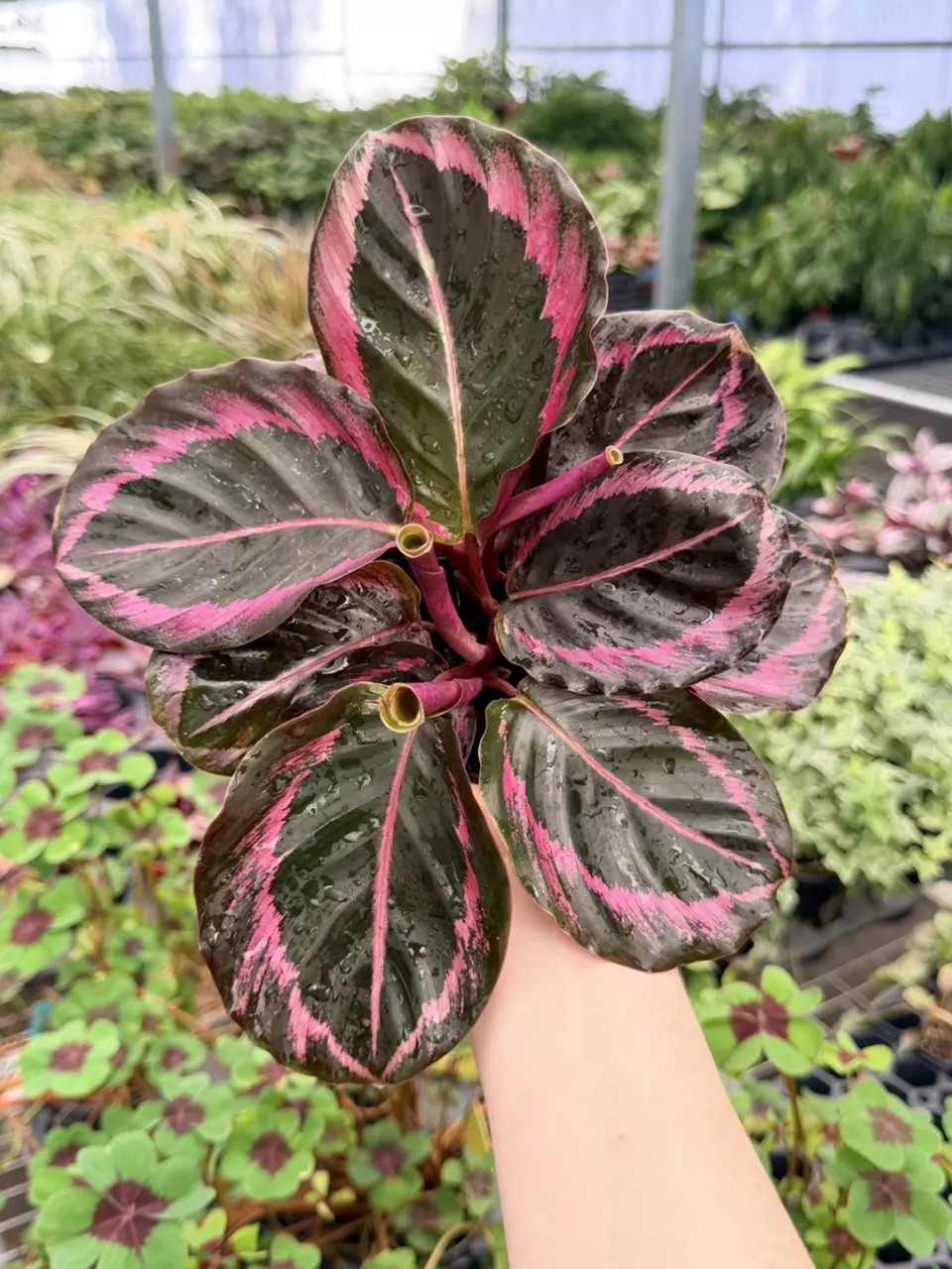 Calathea Dottie 8752FEP | F thumbnail
