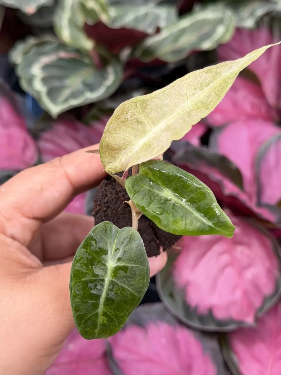 Alocasia Polly Aurea Variegated Specific Starter 8889HMP | F thumbnail