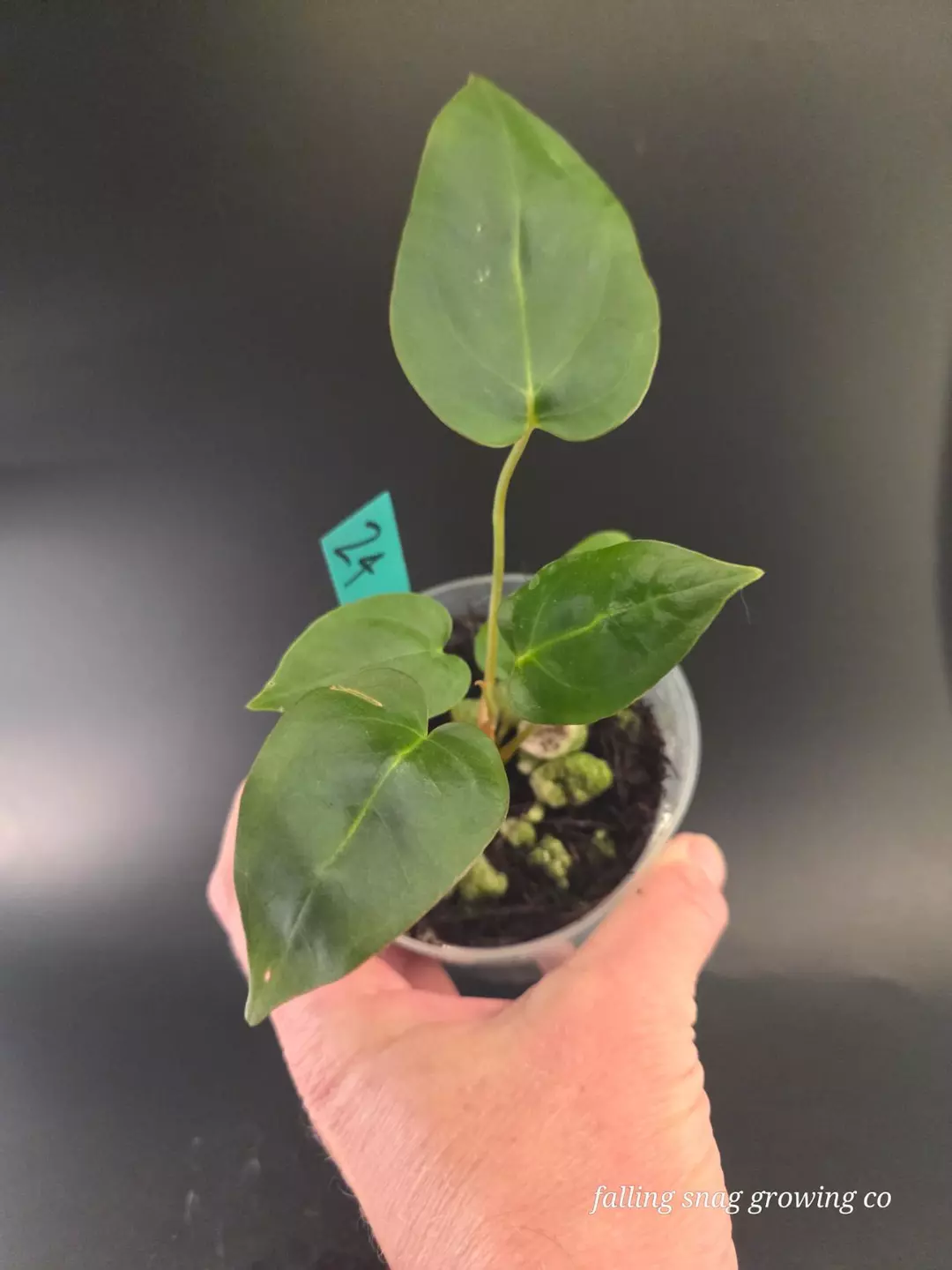 Anthurium (subsignatum x pap) X (Carla x pap) thumbnail