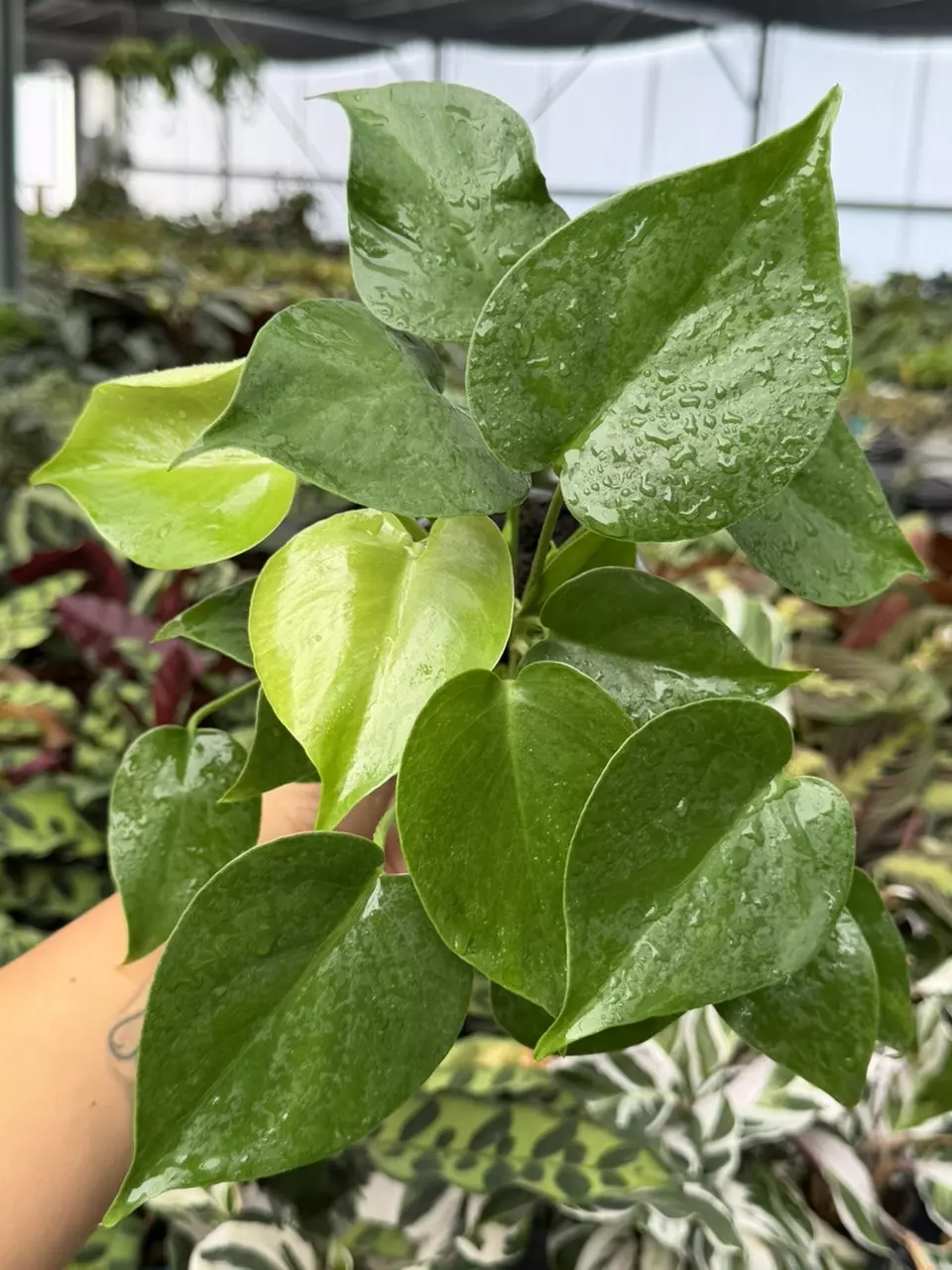 Monstera Deliciosa Specific 4” Pot 8875HMP | F thumbnail