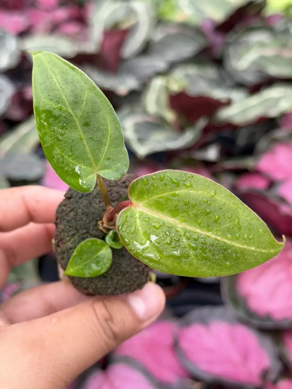Anthurium Xone x Subsignatum Specific Starter 8878HMP | F thumbnail