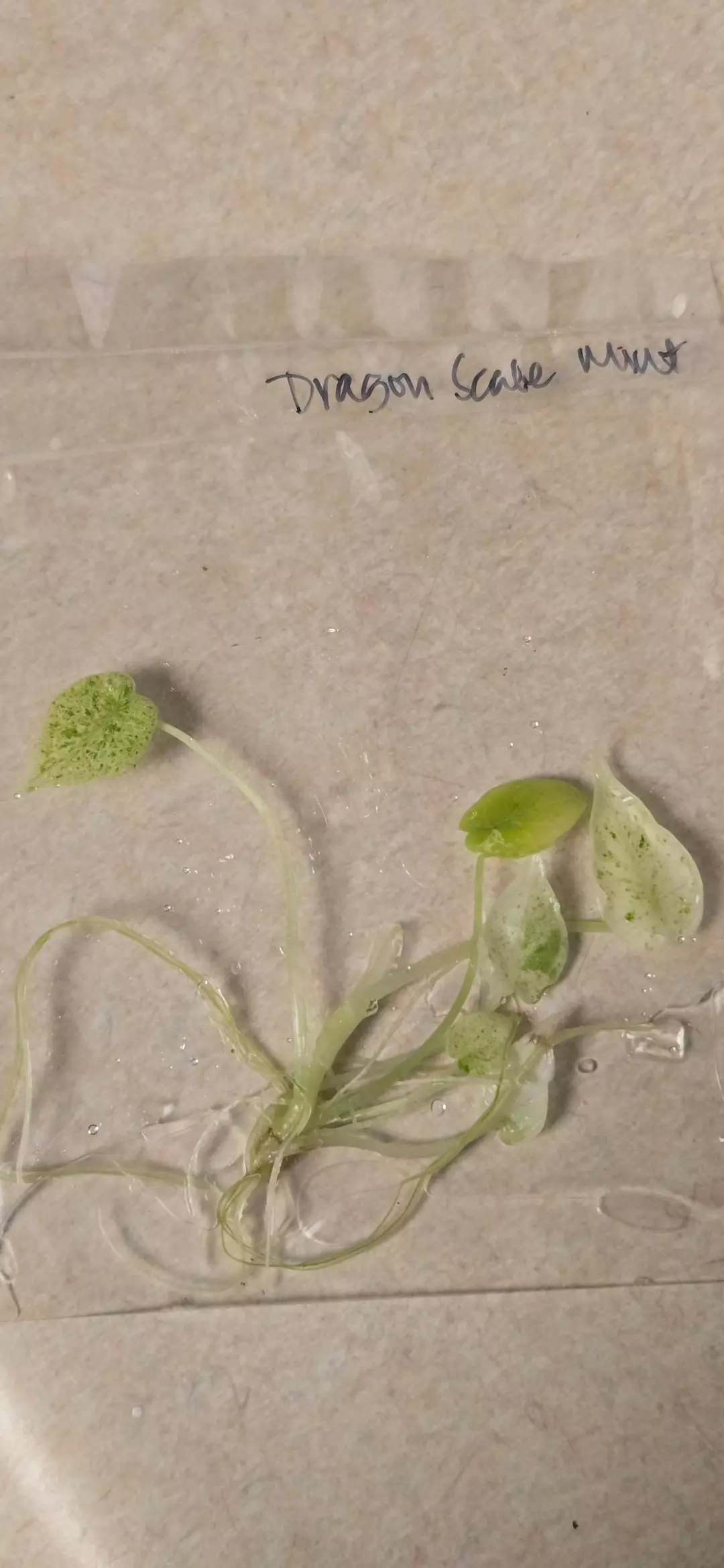 High var Dragon Scale Mint Alocasia thumbnail