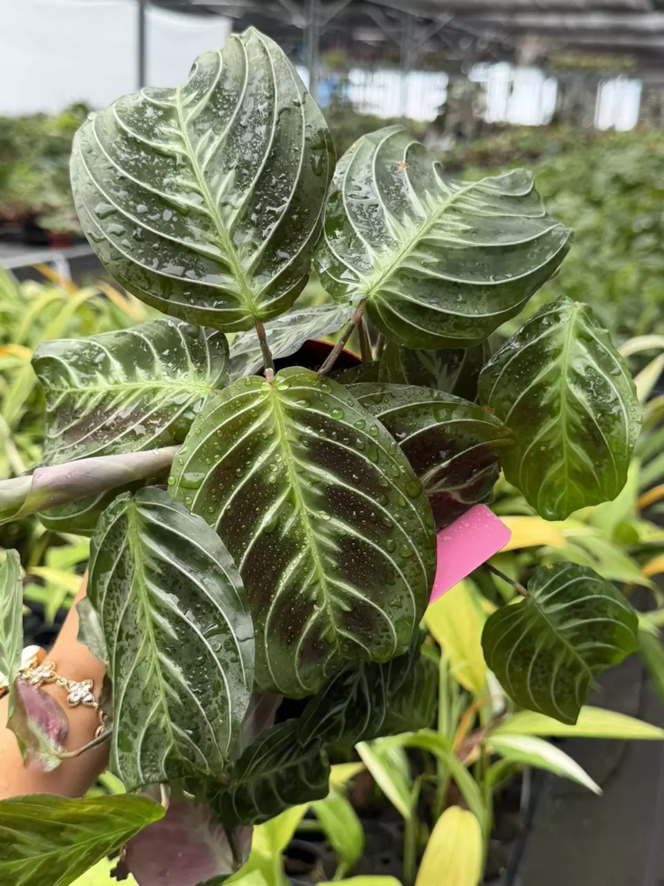 Maranta Cat Moustache Specific 4” Pot 8877HMP | F thumbnail