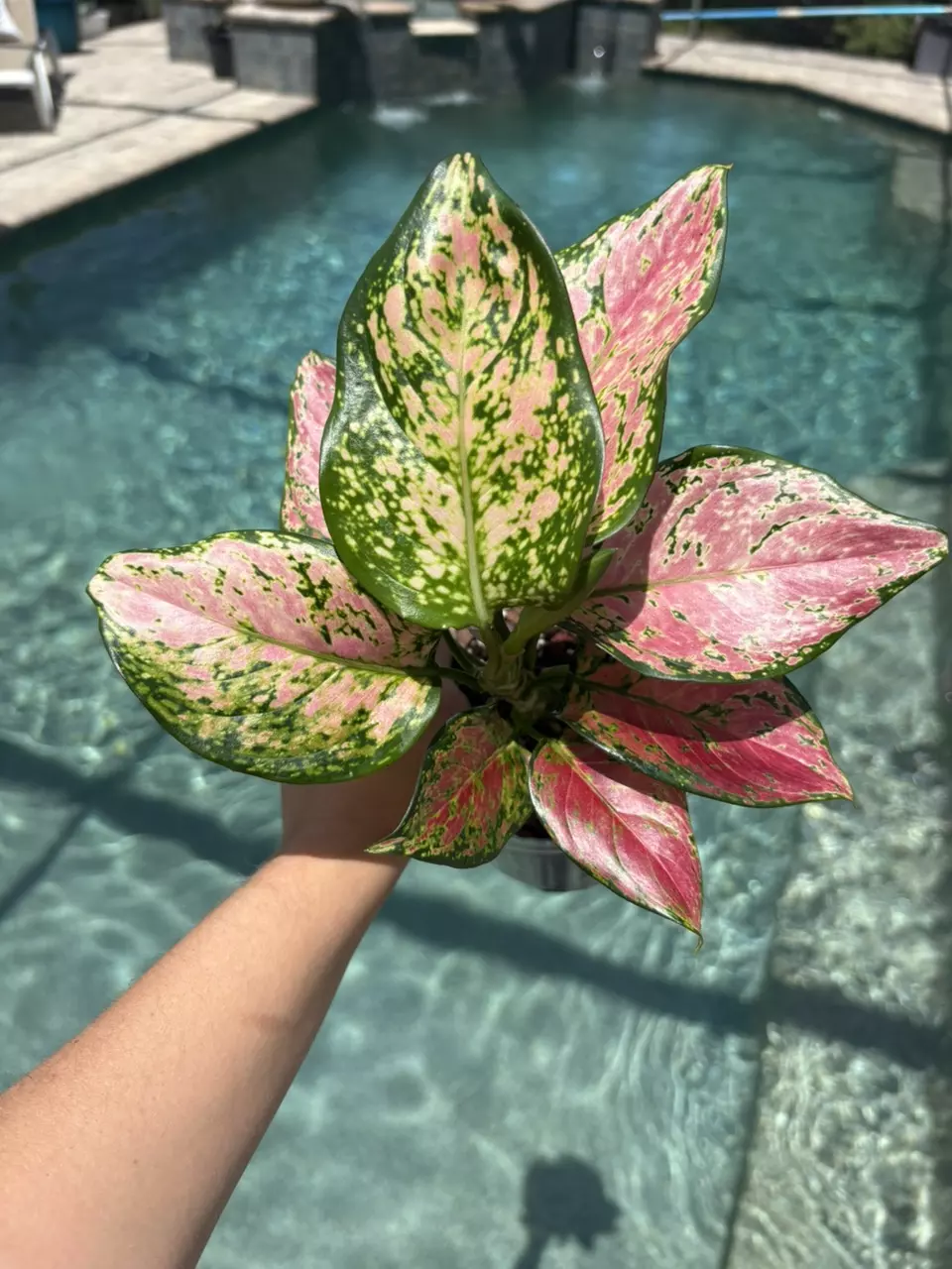 Lady Valentine Aglaonema 310 thumbnail