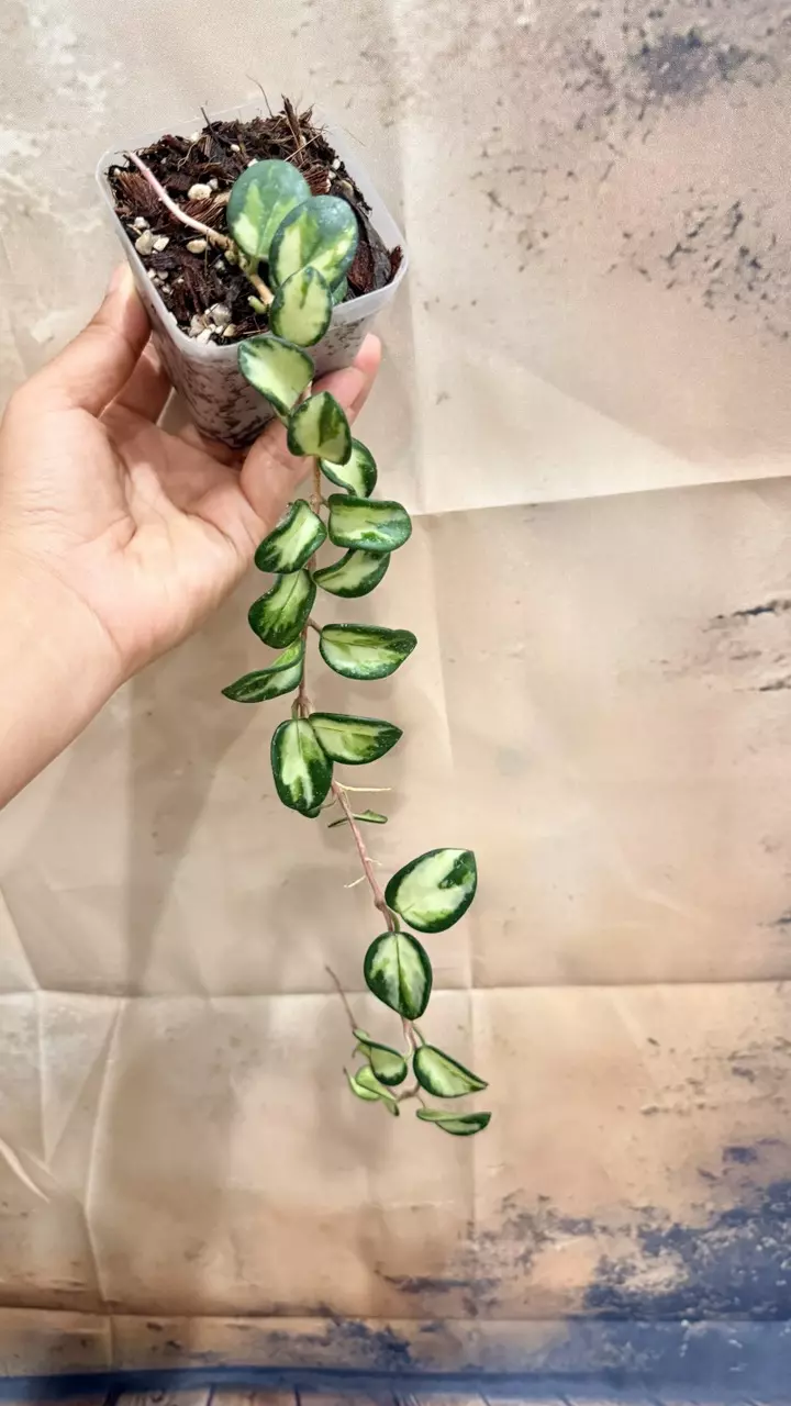 Hoya Mathilde Variegated thumbnail