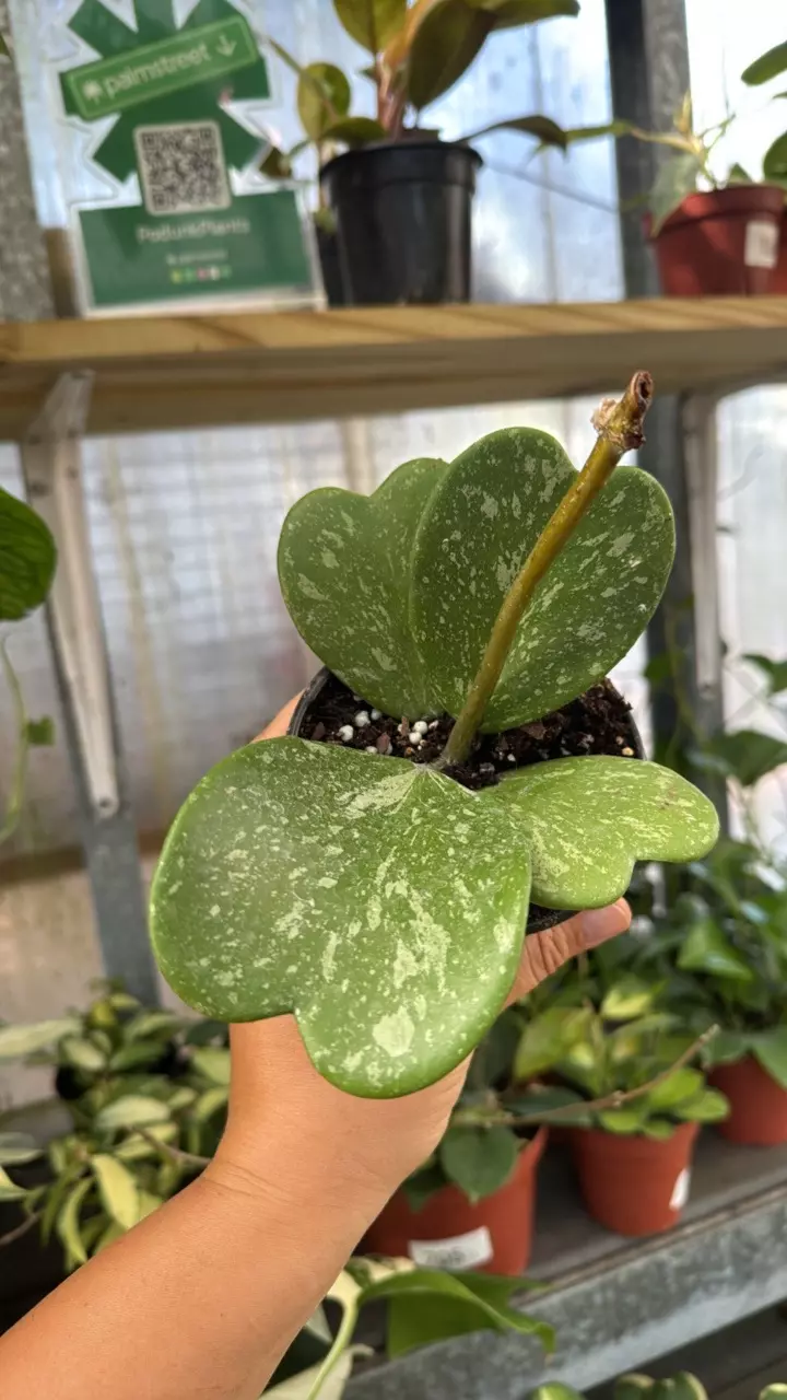 178 Hoya Kerrii Heart Splash thumbnail