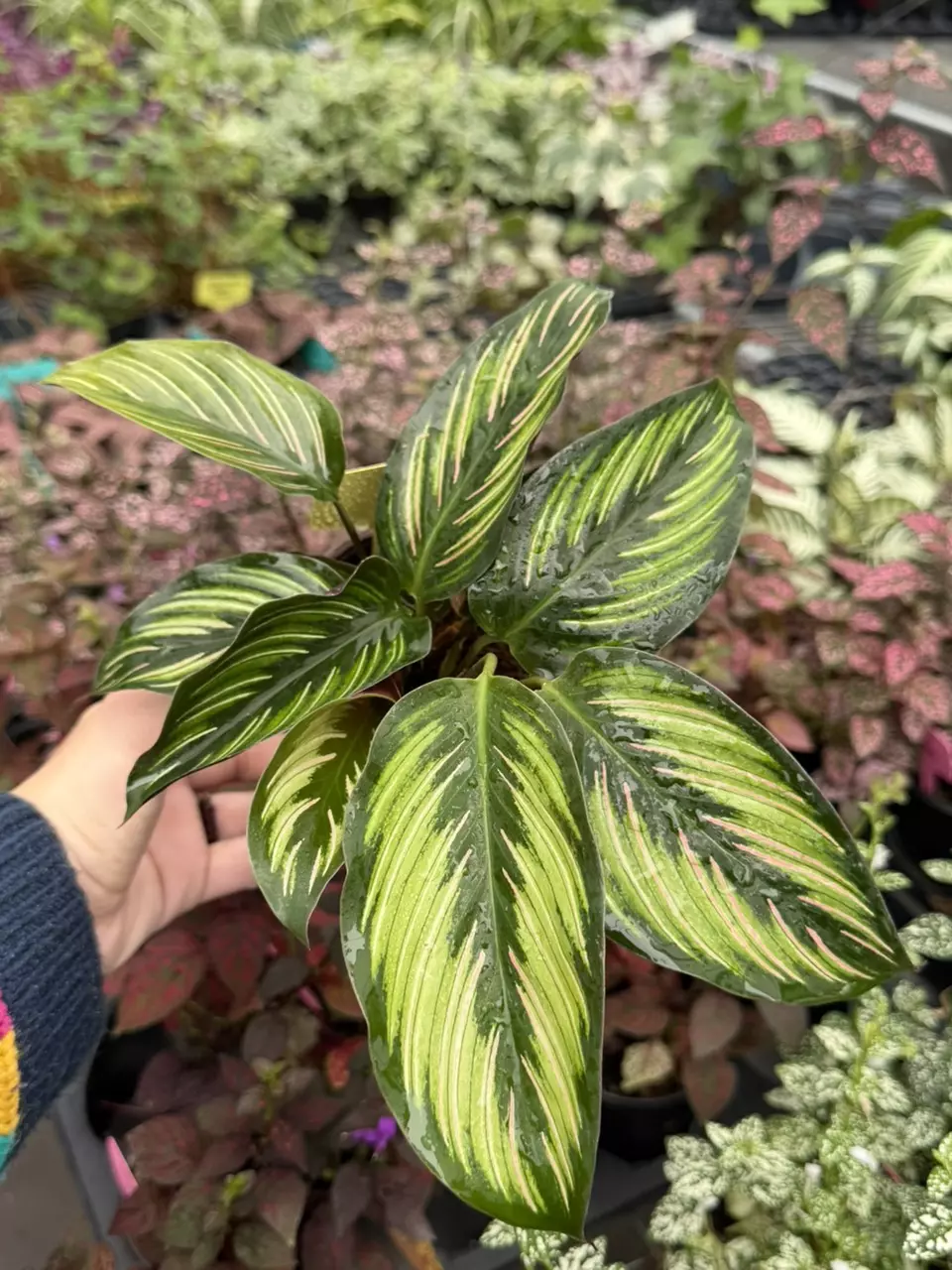 Calathea Beauty Star Specific 4” Pot 8661SMP | F thumbnail