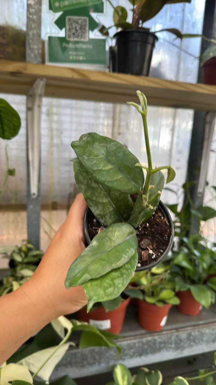 185 Hoya Villosa Long Leaf thumbnail