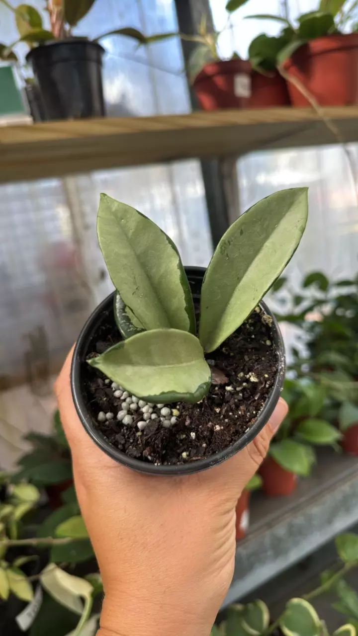 175 Hoya Silver Moon thumbnail