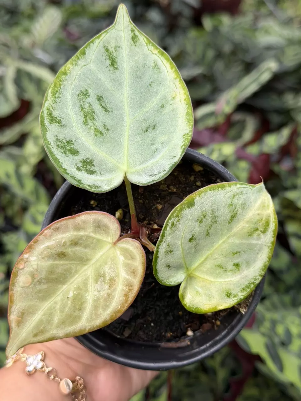 Anthurium Silver Blush x Dorayaki Specific 4” Pot 8874HMP | F thumbnail