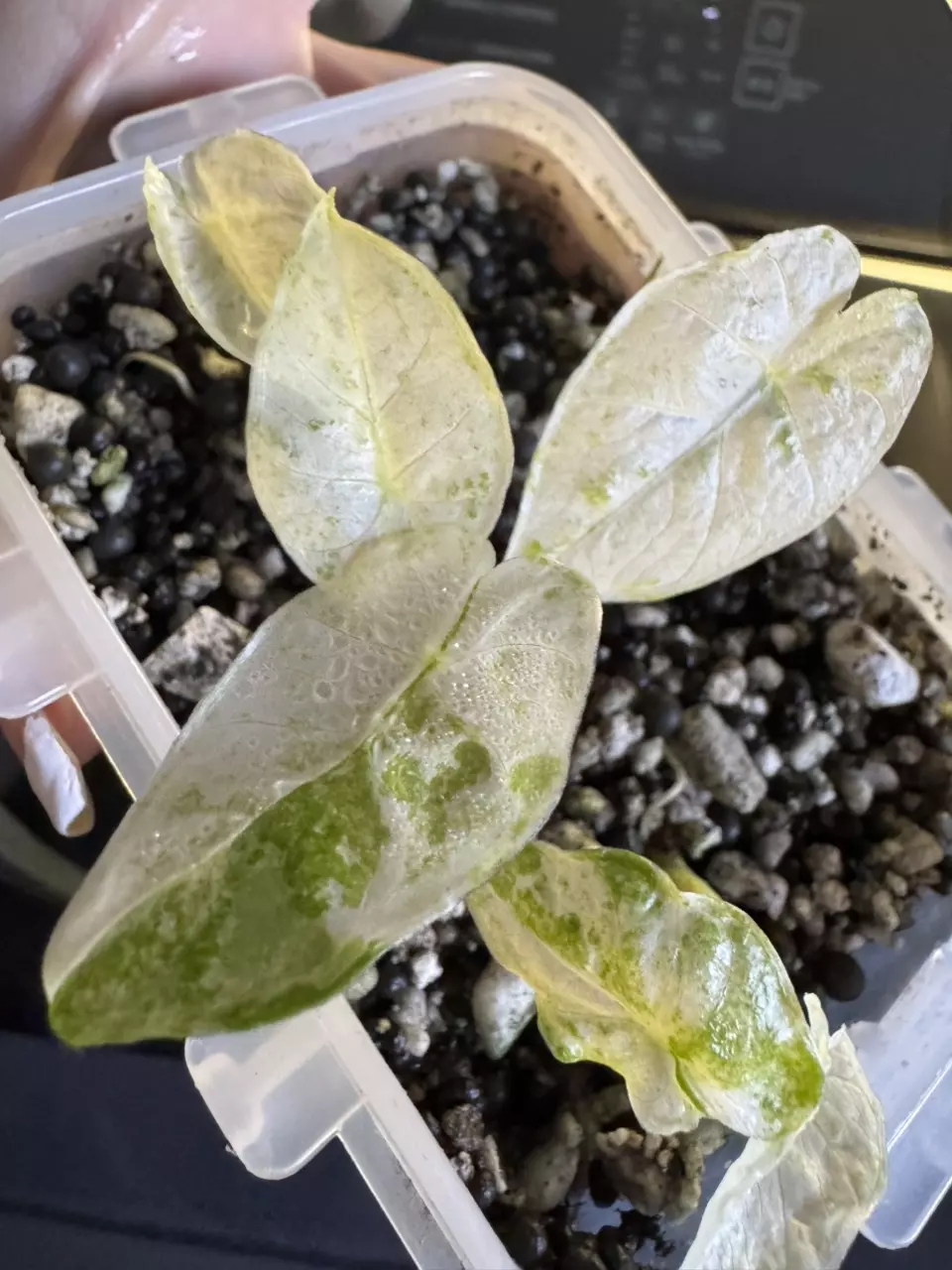 Alocasia Batik or camo pups thumbnail
