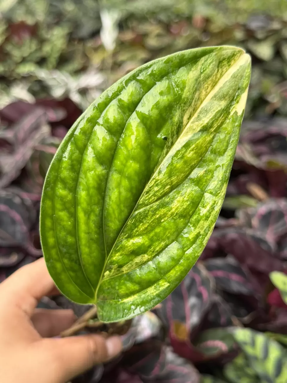 Variegated Monstera Peru Specific Starter 8884HMP | thumbnail