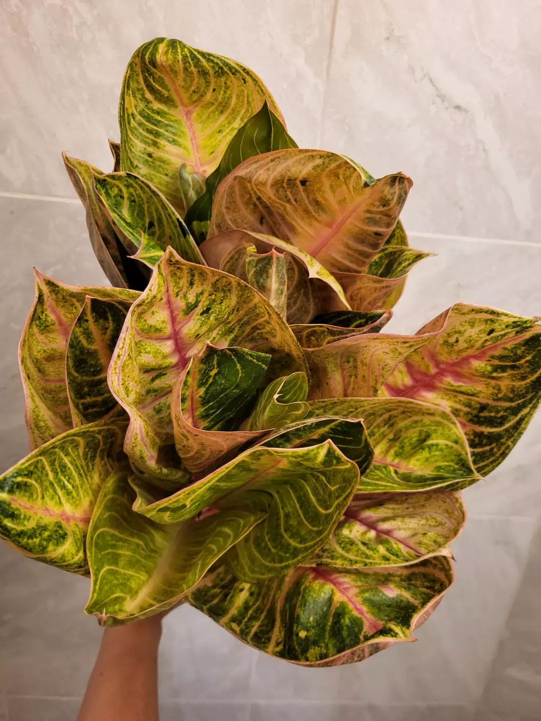 Aglaonema pink moonlight thumbnail