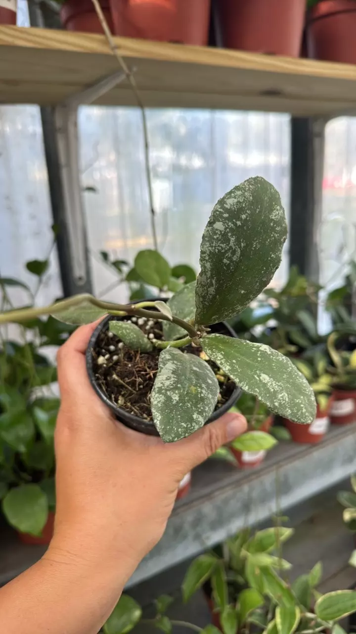 181 Hoya Waymaniae Cloudy Sky thumbnail