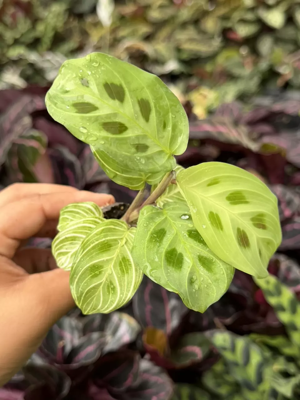 Maranta Fantasy Light Veins Specific Starter 8882HMP | F thumbnail