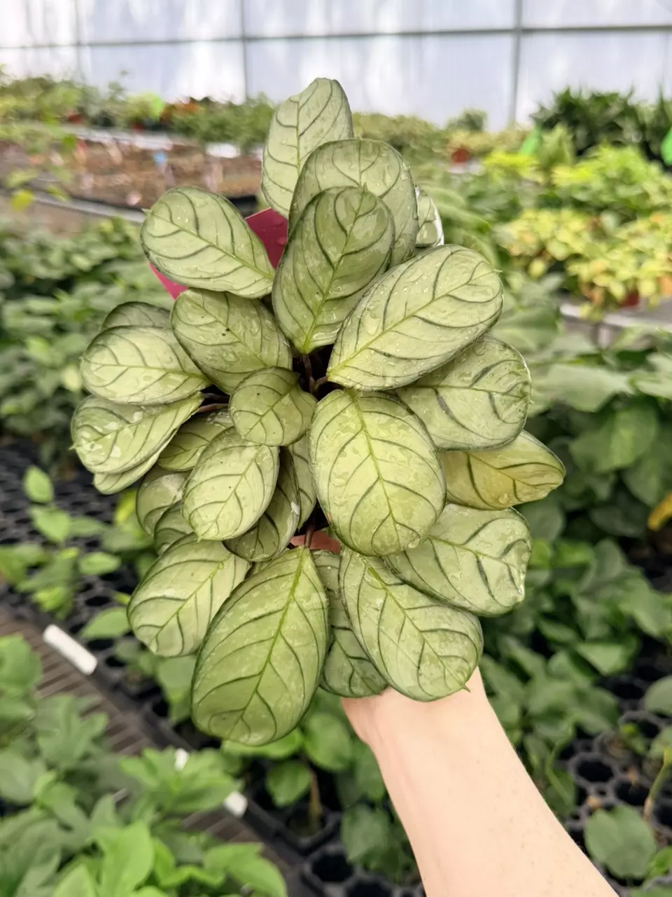 Calathea Burle Marx Amagris Specific 4” Pot 8760FEP | F thumbnail