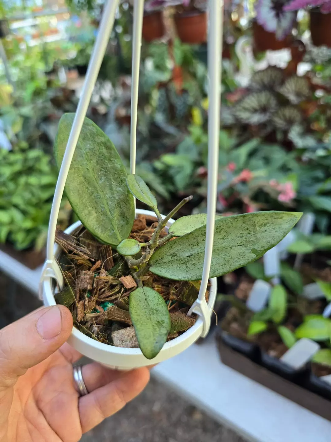 3in HB Hoya Silver Lady SHIPS IN BASKET! thumbnail