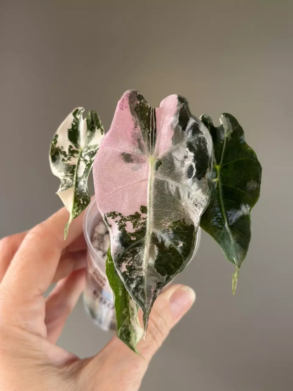 890 Alocasia Pink Polly thumbnail