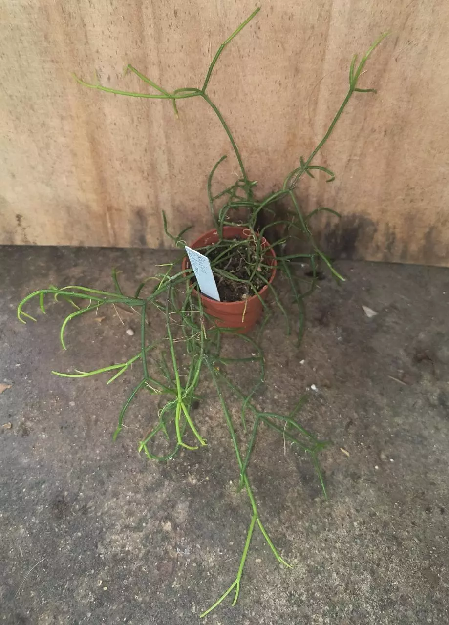 Rhipsalis capilliformus thumbnail