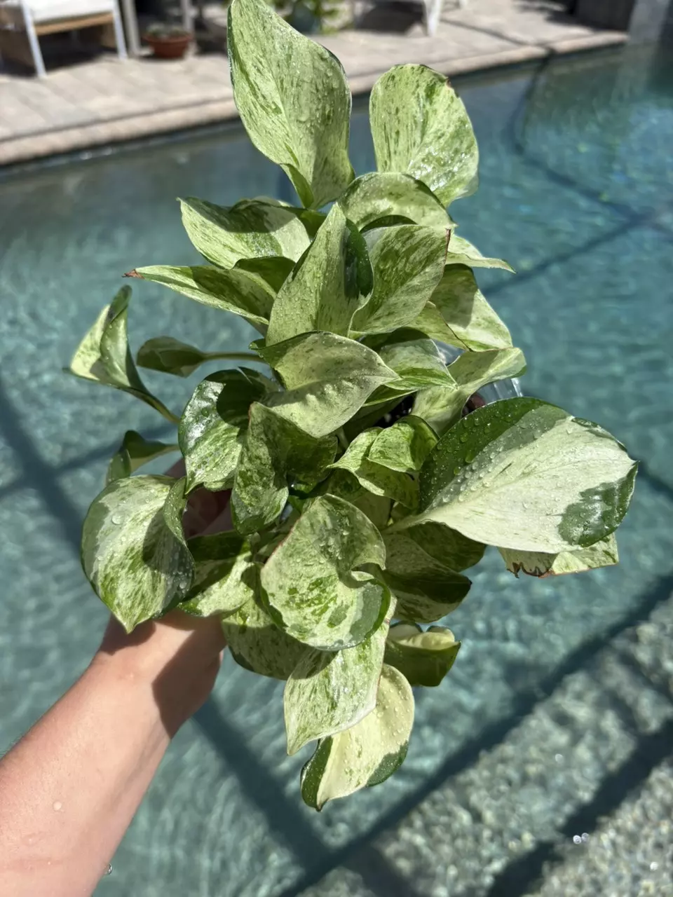 Manjula Pothos 304 thumbnail