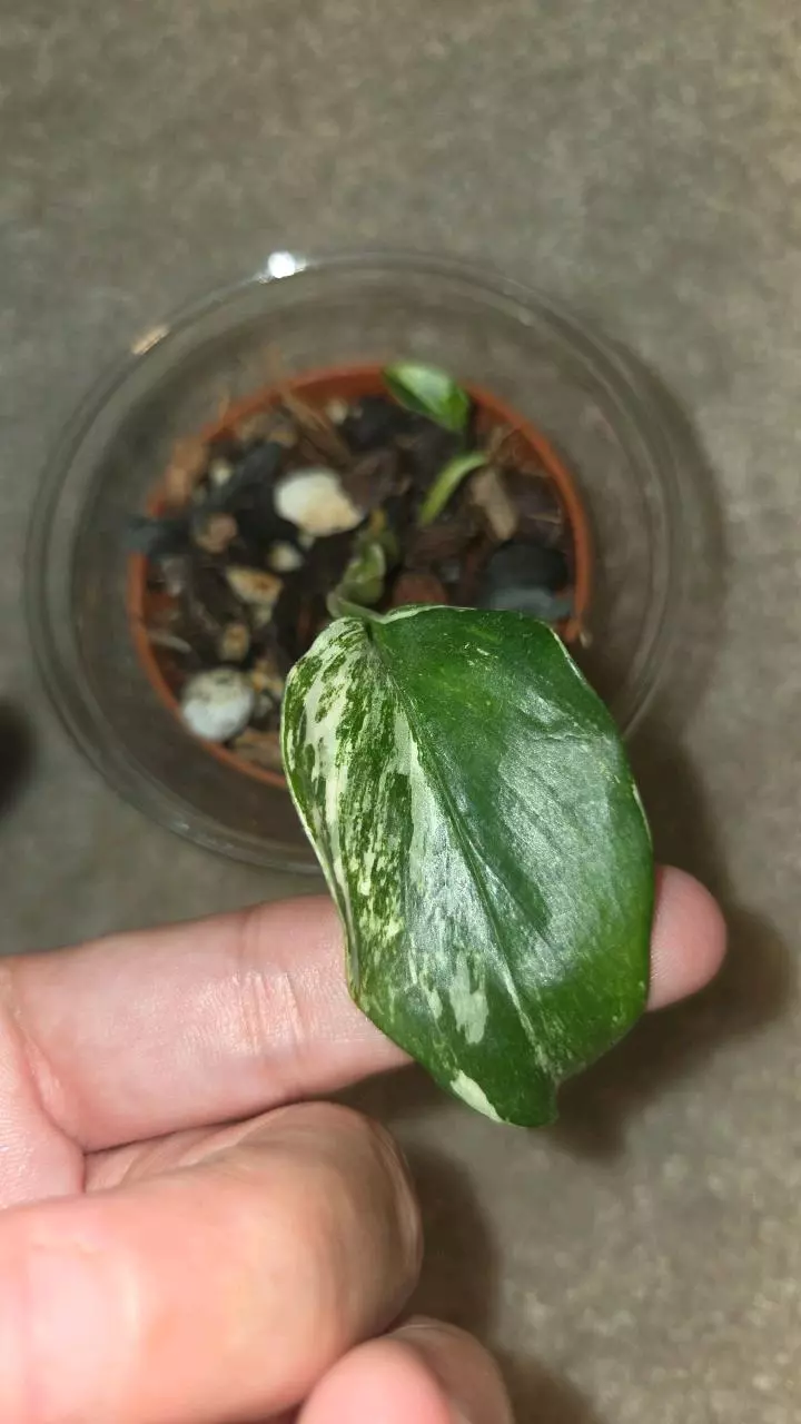 Monstera Standleyana Variegated thumbnail