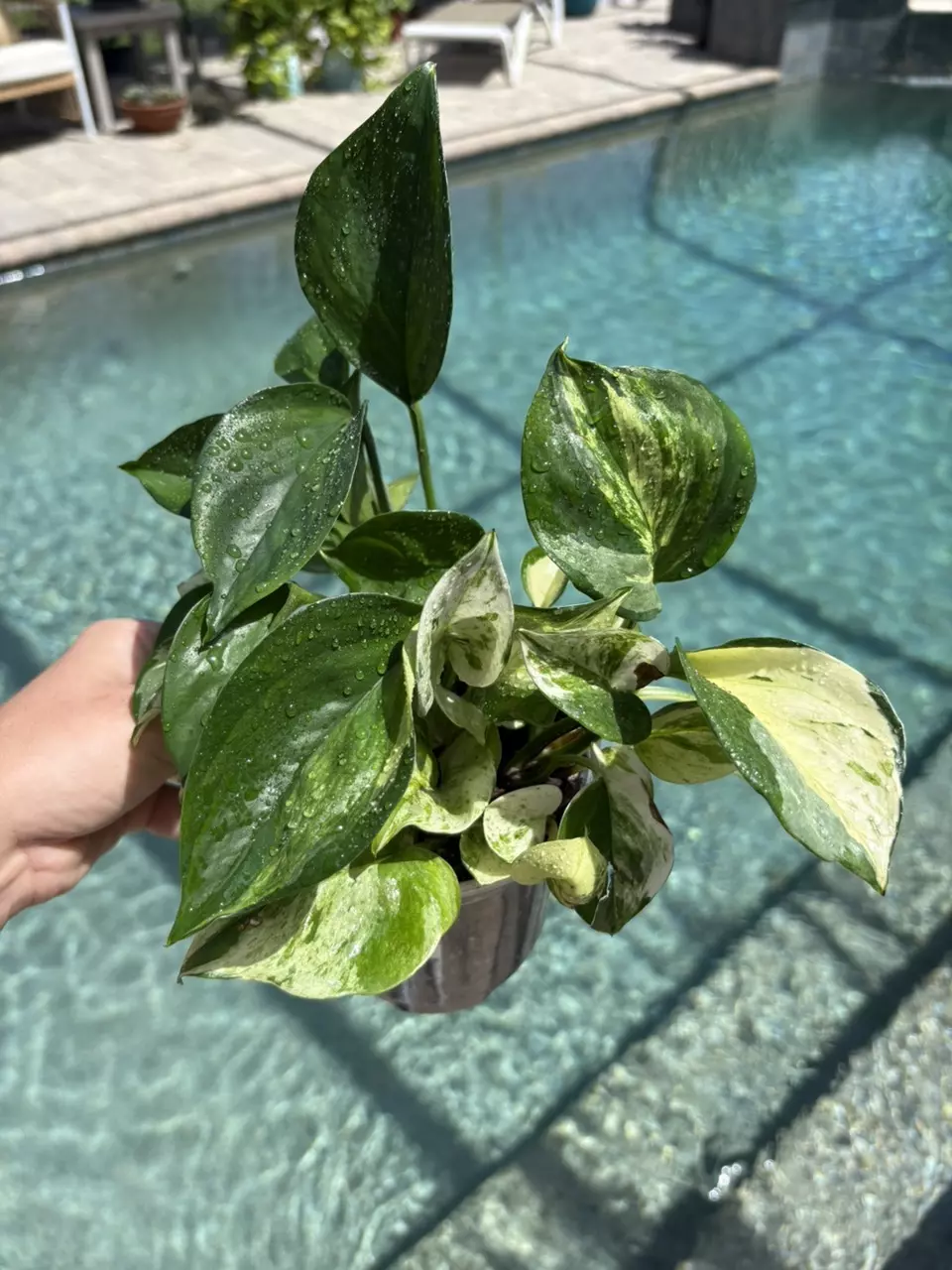 Manjula Pothos 303 thumbnail