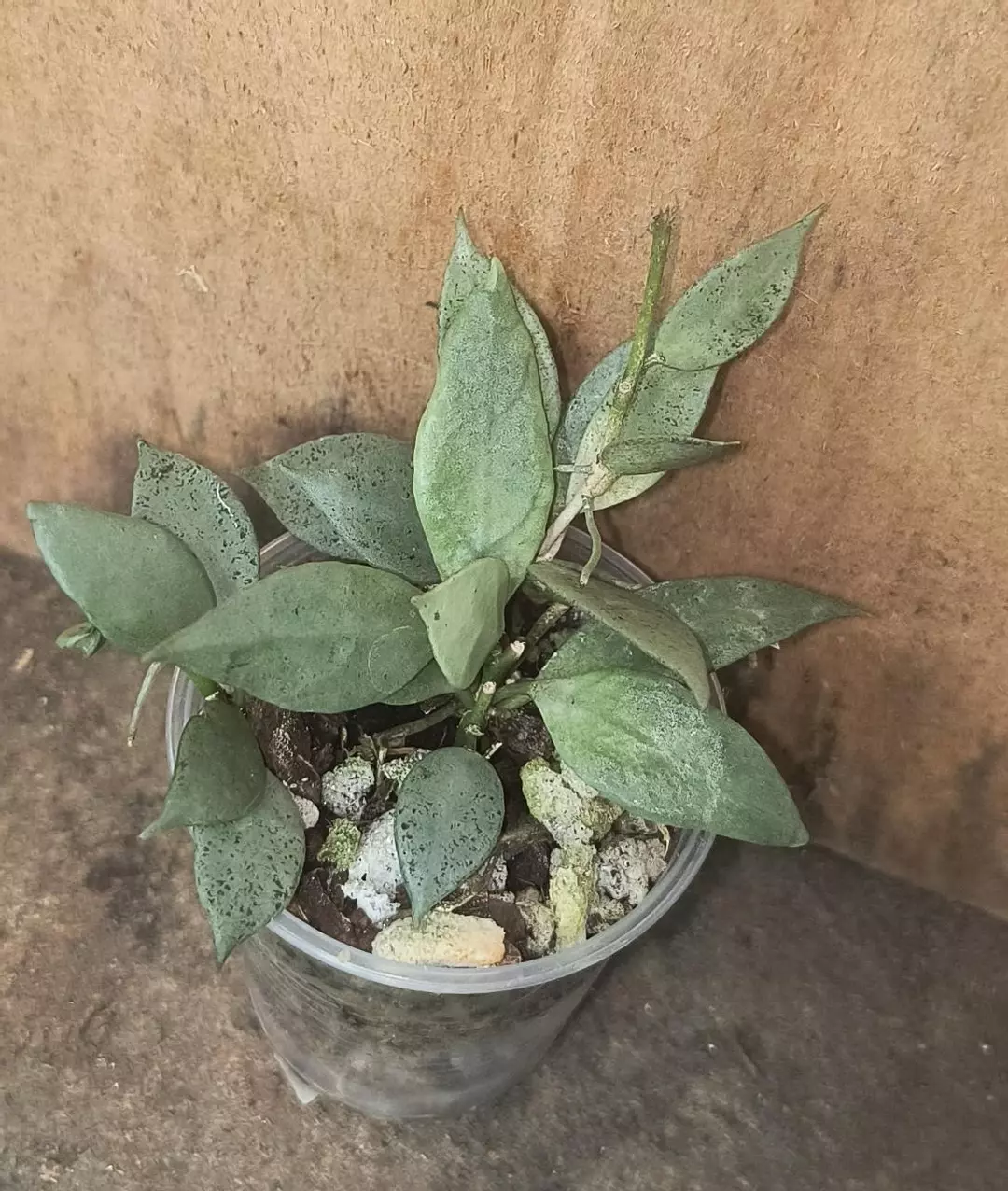 Hoya lacunosa super silver thumbnail