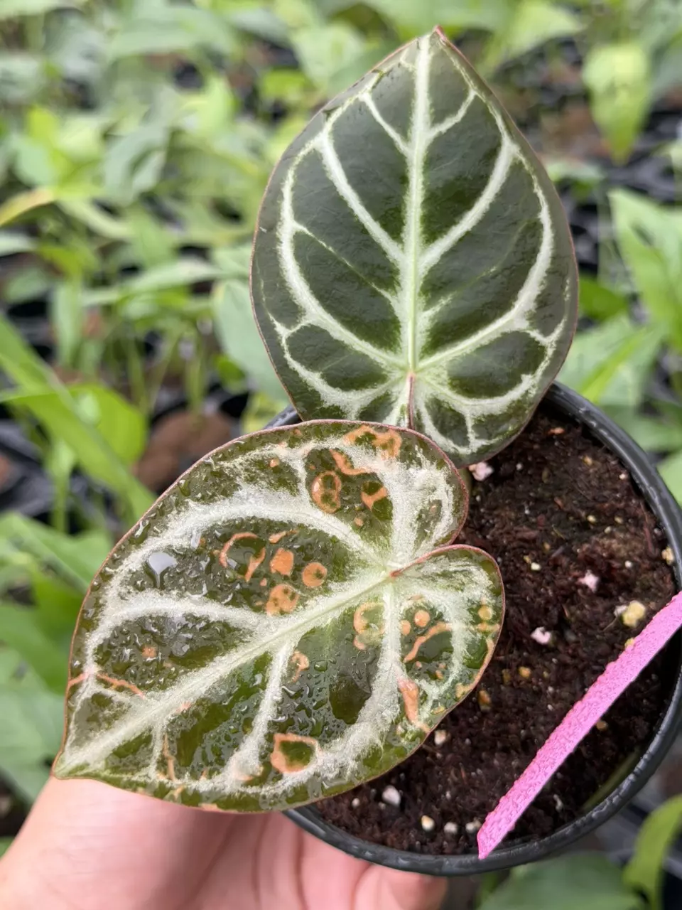 Anthurium Dressleri x Dorayaki Specific 4” Pot 8869HMP | F thumbnail