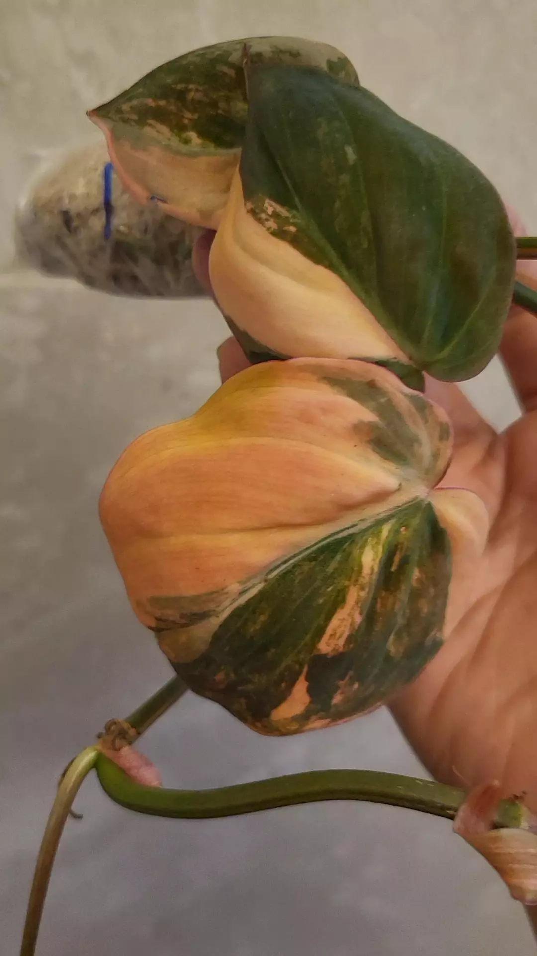 Philodendron micans aurea orange ( high variegation) thumbnail