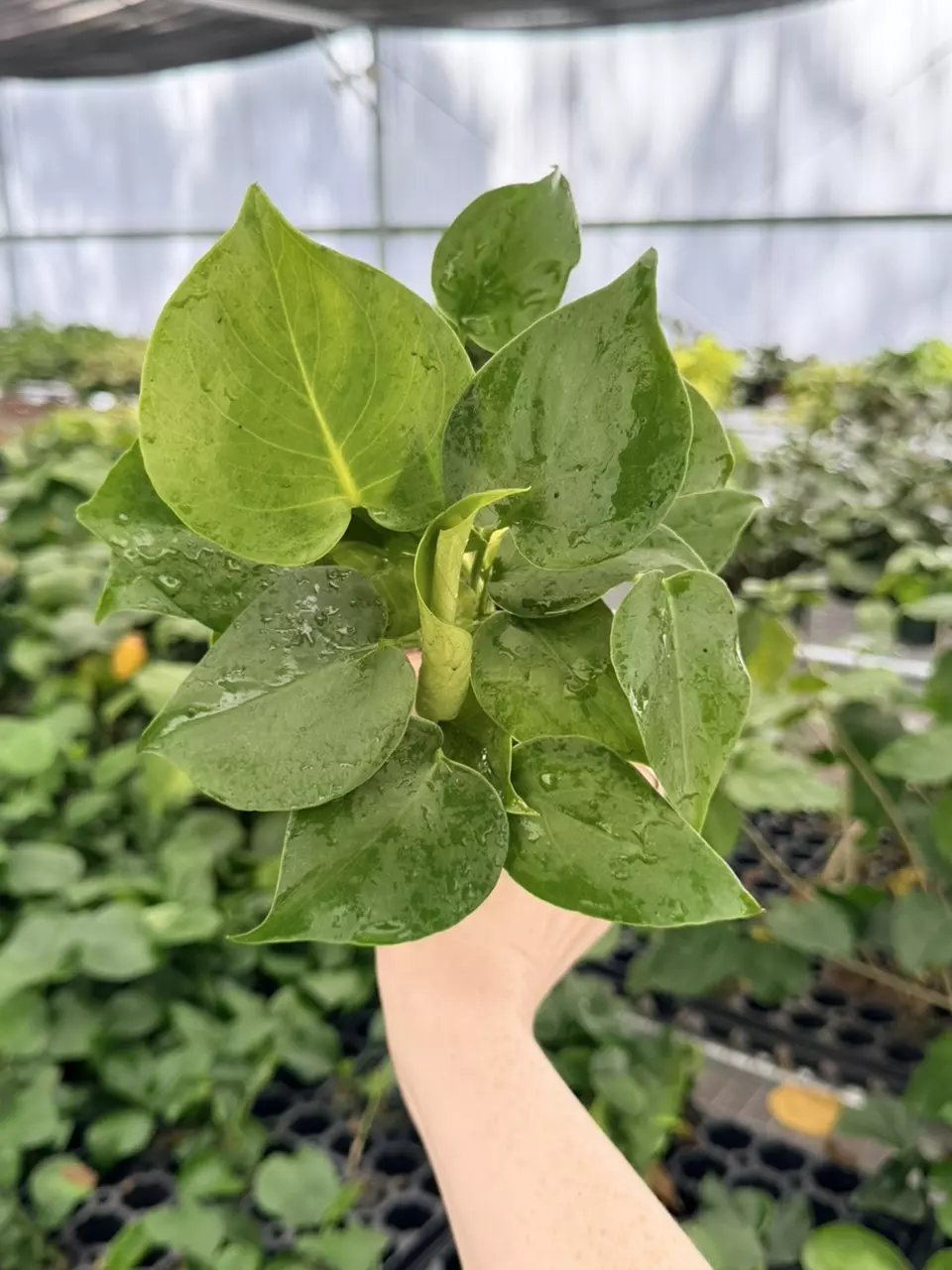 Monstera Deliciosa Specific 4” Pot 8762FEP | F thumbnail