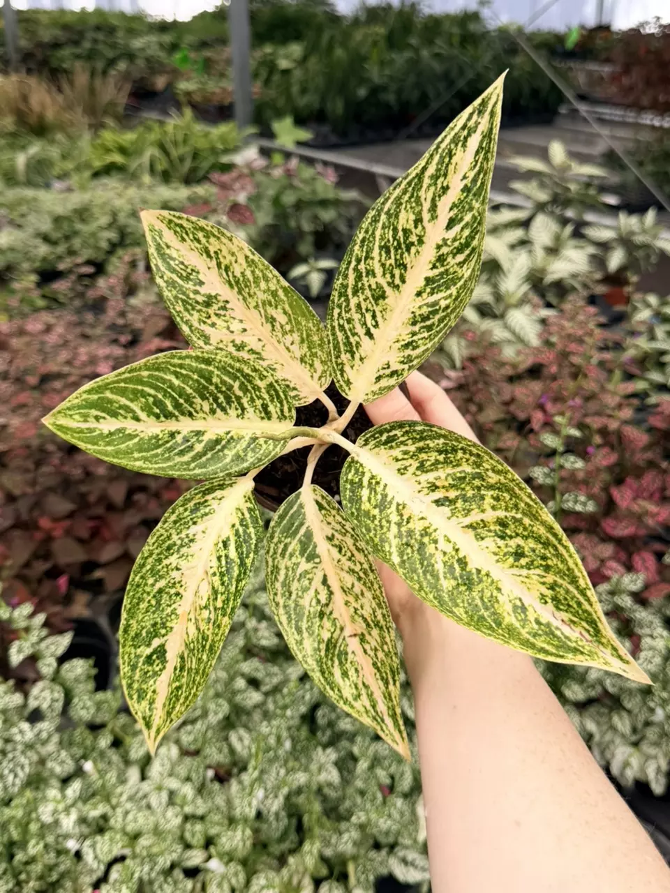 Algaonema White Legacy 8753FEP | F thumbnail