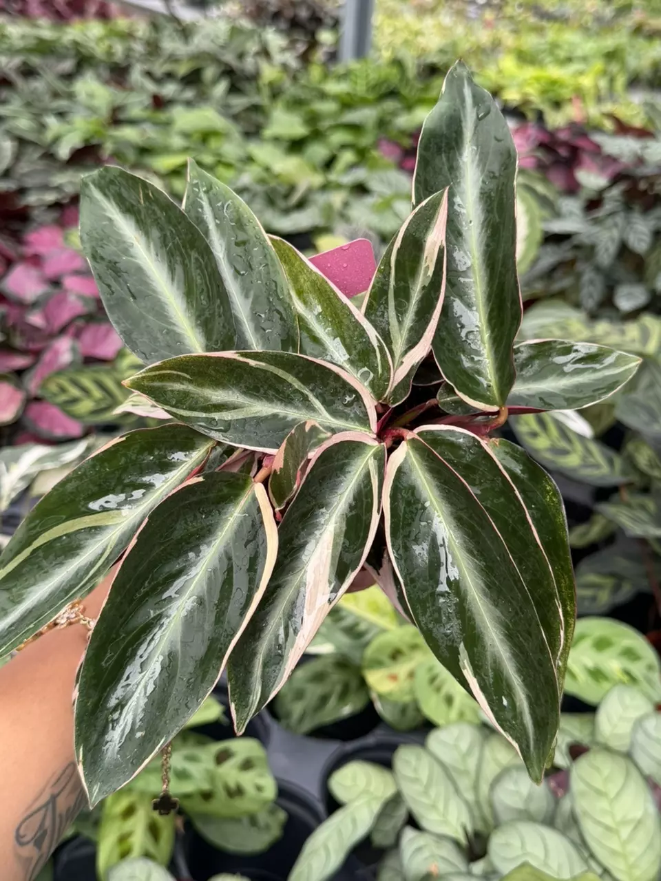 Stromanthe Triostar Specific 4” Pot 8876HMP | F thumbnail