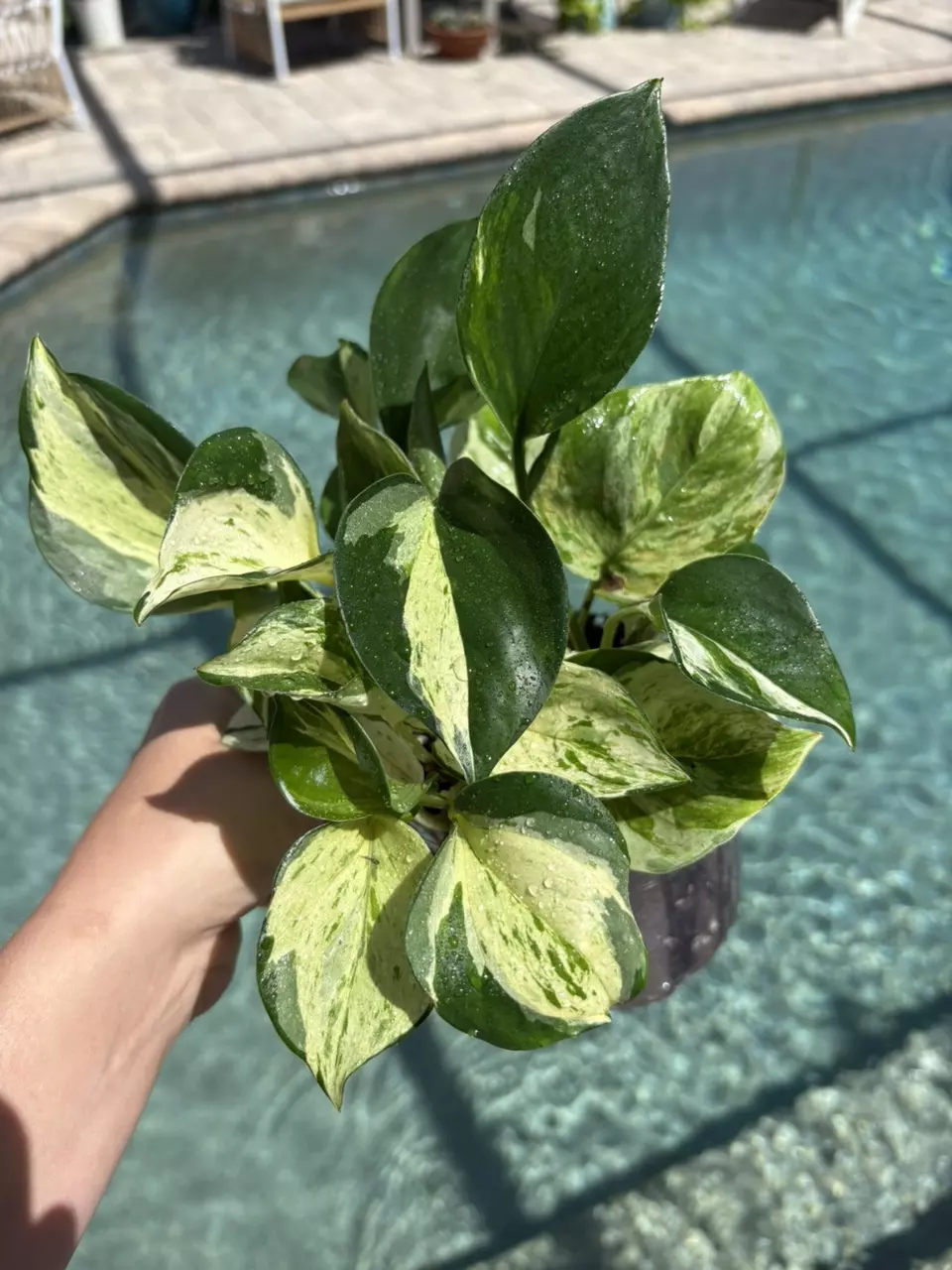 Manjula Pothos 302 thumbnail