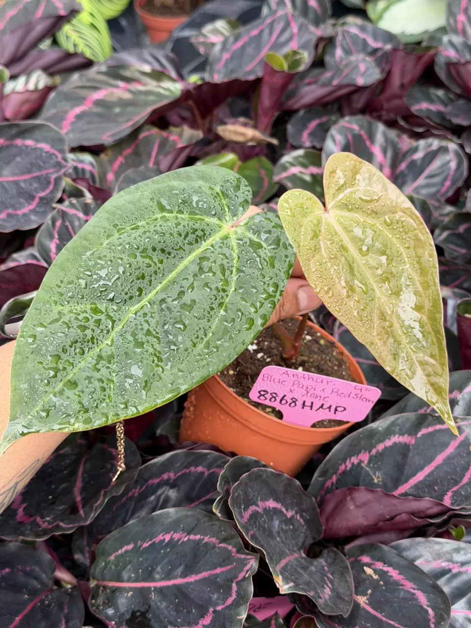 Anthurium Blue Papillilaminum x Red Stem x Xone Specific 4” Pot 8868HMP | F thumbnail