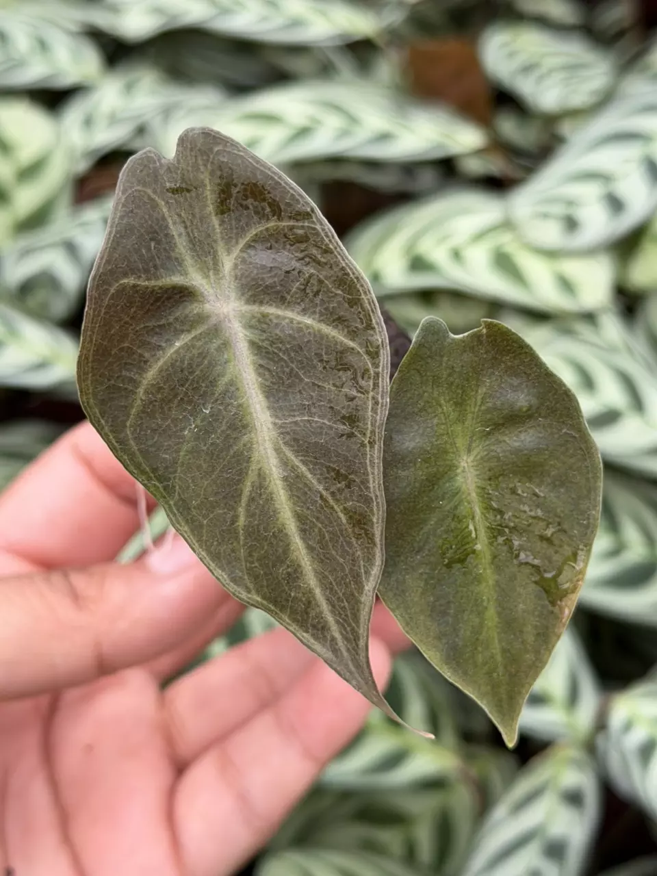 Alocasia Nairobi Noghts Aurea Specific Starter 8891HMP | F thumbnail