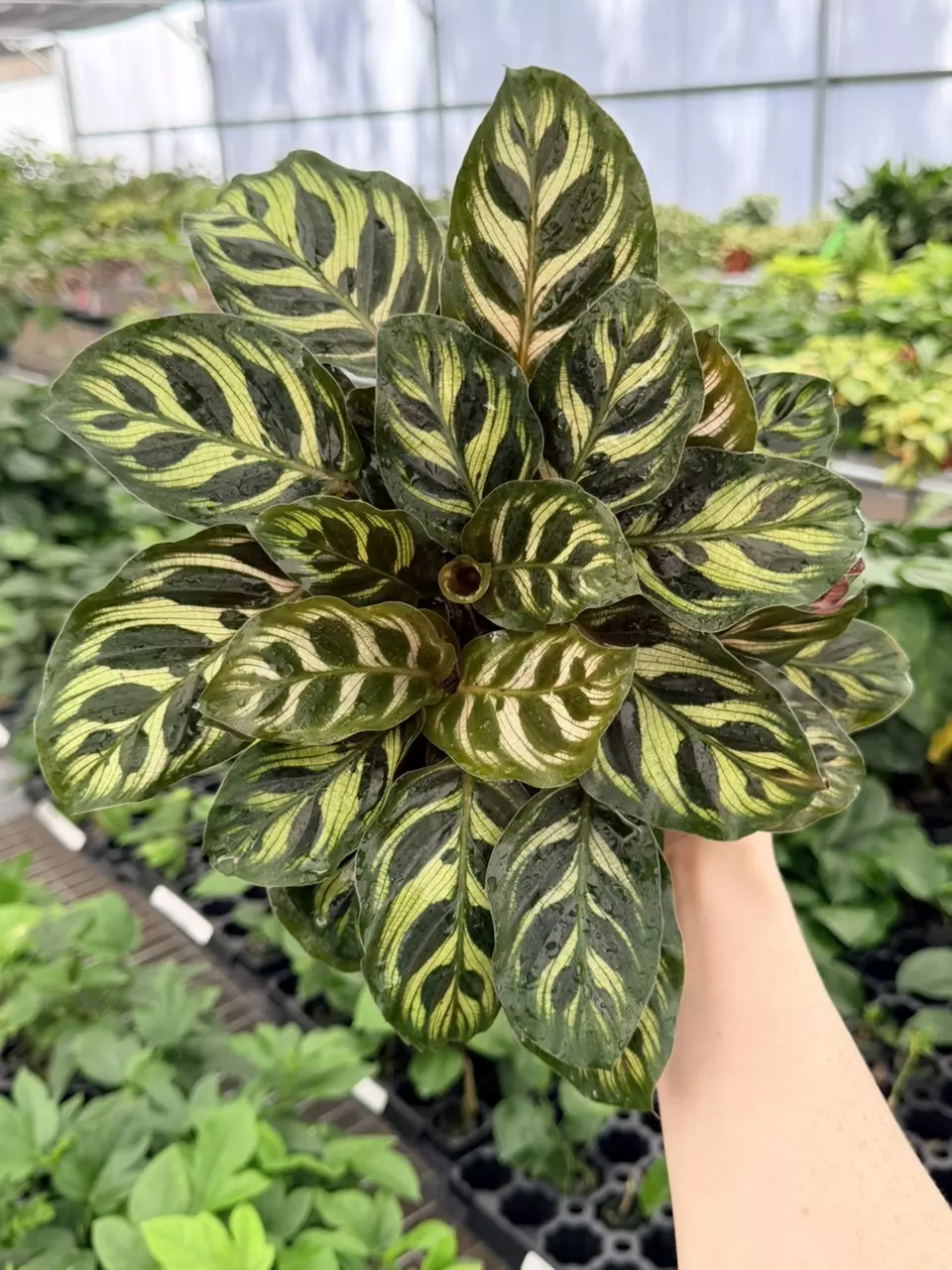 Calathea Makoyana Specific 4” Pot 8763FEP | F thumbnail