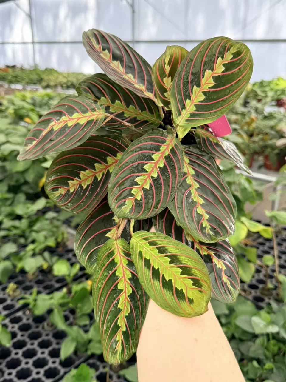 Calathea Red Maranta Specific 4” Pot 8759FEP | F thumbnail