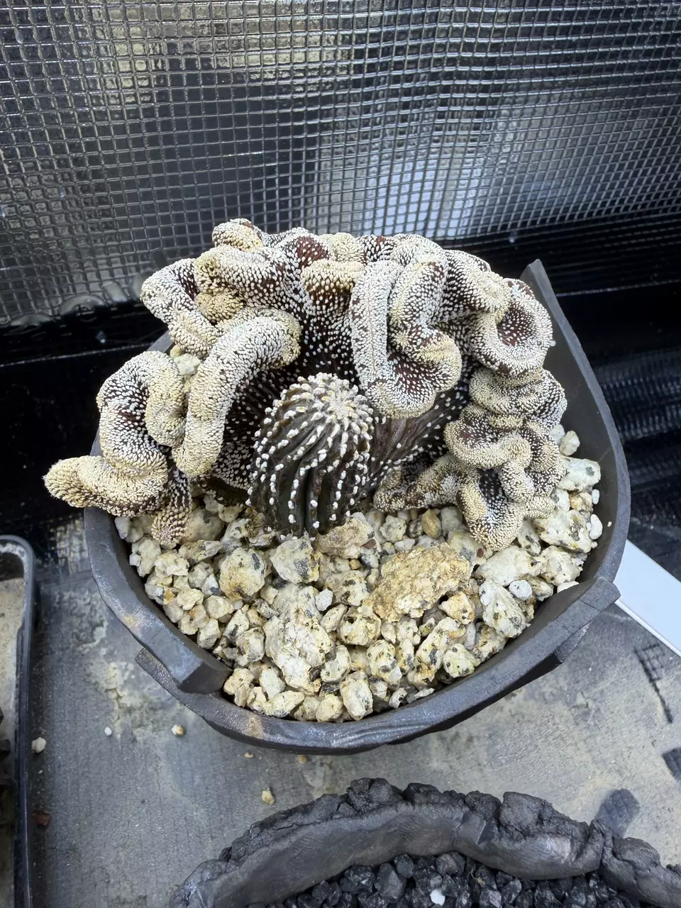 1289 - Geohintonia mexicana f. cristata FROM SEED, VERY OLD thumbnail